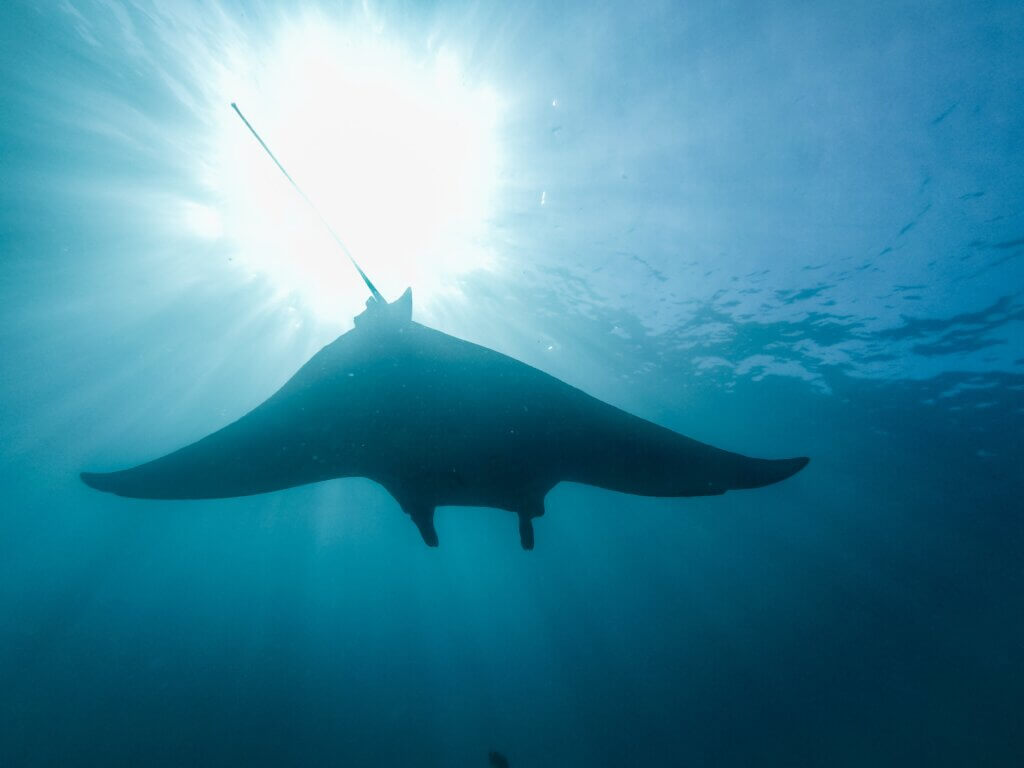 Swim with manta rays in Fiji