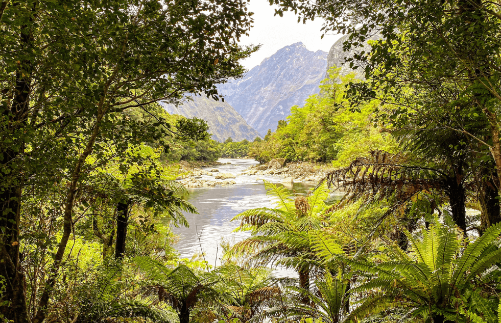 A view along the Milford Track