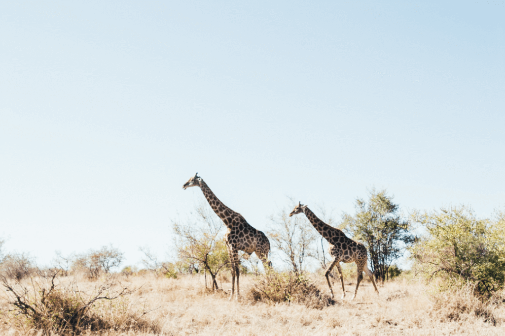 A scene from Kruger National Park, probably one of the most unique and adventurous places to elope in the world